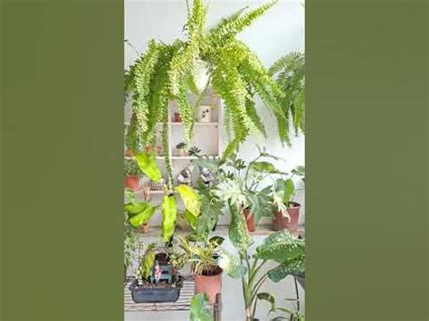 西曬陽台觀葉植物|西曬陽台適合種什麼？打造西曬陽台觀賞指南 